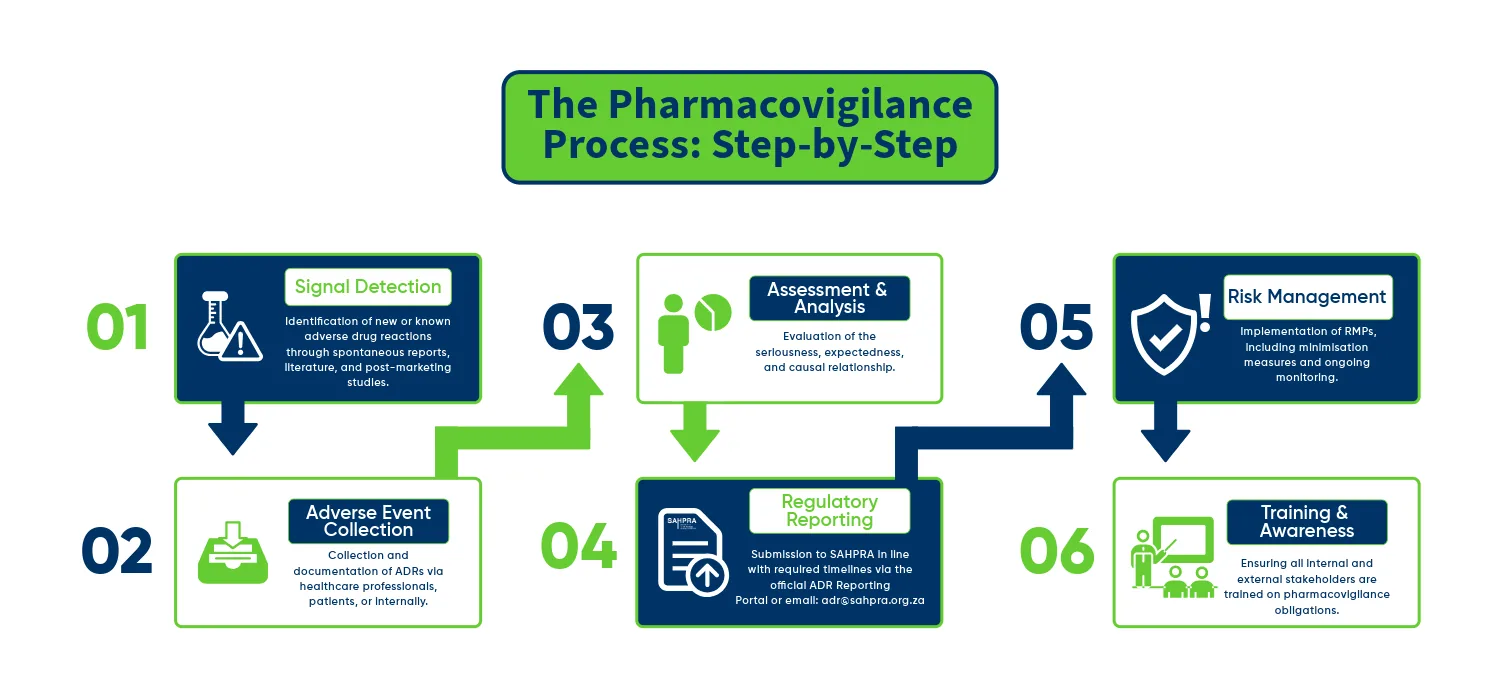 Flowchart of the Pharmacovigilance Process with six steps: Signal Detection, Adverse Event Collection, Assessment, Regulatory Reporting, Risk Management, Training.